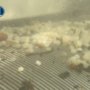 Plastic pellets retained against an ISI wedge-wire screen underwater.