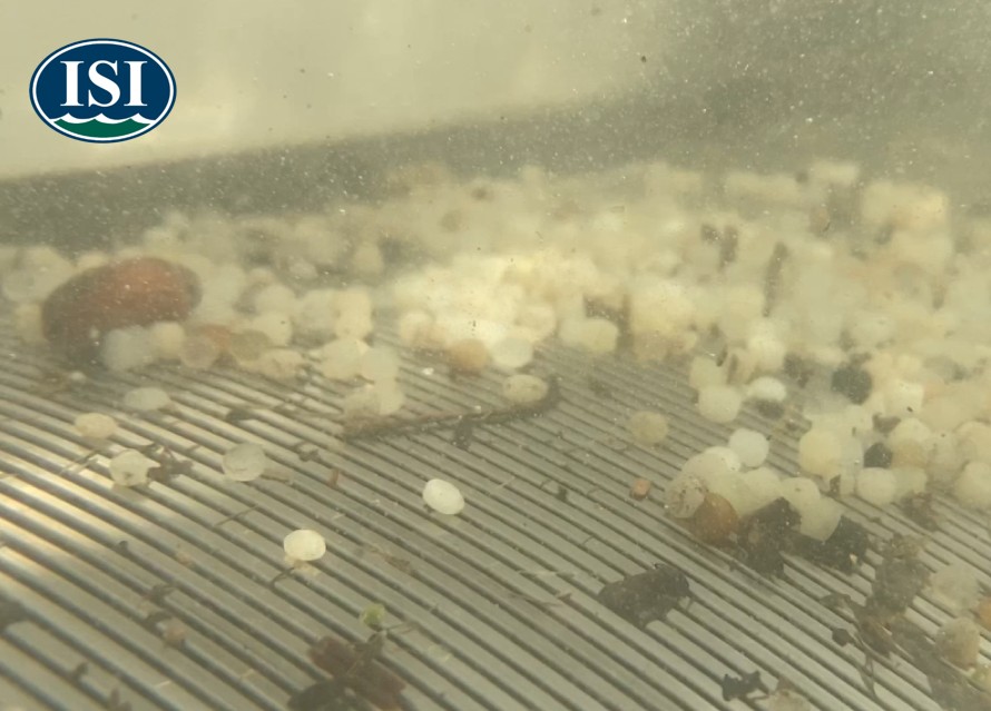 Plastic pellets retained against an ISI wedge-wire screen underwater.